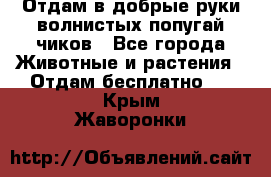 Отдам в добрые руки волнистых попугай.чиков - Все города Животные и растения » Отдам бесплатно   . Крым,Жаворонки